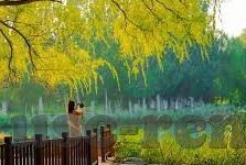 世界杯拉云踩-世界杯拉云踩,一场足球盛宴的激情瞬间